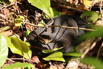 Cottonmouth Basking