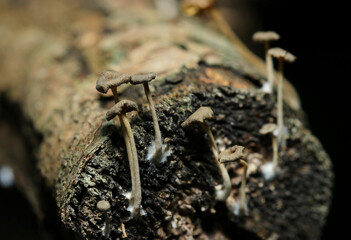 桑の枯れ枝先に生える老成した灰色のオリーブサカズキタケキノコ群（自然菌・キノコ類マクロ撮影）