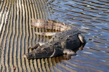 Crocodile on Dock