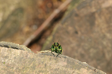 切り株の向こうから顔だけ出してコチラを観察する愉快なタマムシ（アウトドアフィールド昆虫マクロ撮影）