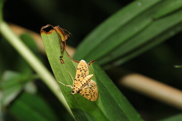 ススキの葉にとまるヒョウ柄のモモノゴマダラノメイガ成虫（自然環境下昆虫類マクロ撮影）