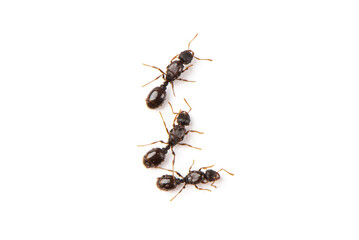 black ants isolated on white background.