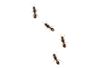 black ants isolated on white background.