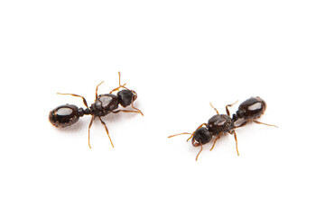two black ants isolated on white background.