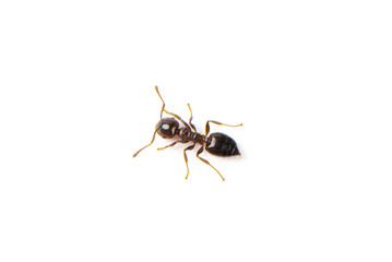 One little black ant isolated on a white background.