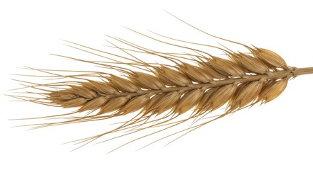 Golden Wheat Stalk Isolated on White Background