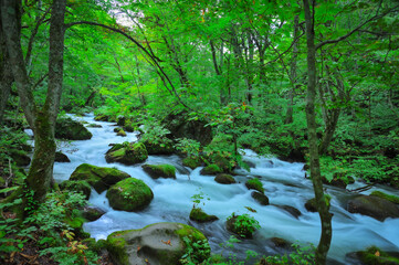 青森・奥入瀬渓流の神秘的な自然美