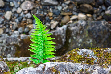 A bright green fern thrives on a mossy rock amidst pebbles, showcasing resilience in a natural riverside environment.