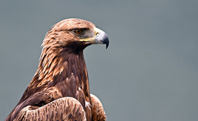 a golden eagle in the mountain on spain