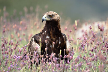 a golden eagle in the mountain on spain