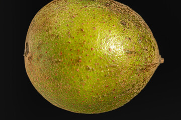 walnut in a walnut tree