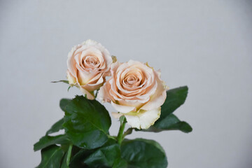 コーラルピンクのばら