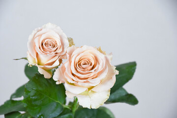 コーラルピンク