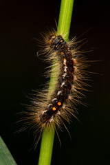 Chenille du Bombyx cul brun (Euproctis chrysorrhoea) sur tige verte, macro naturaliste
