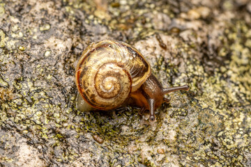 Escargot terrestre du genre Cepaea rampant sur une surface couverte de lichens, en macro