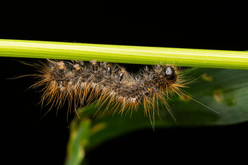 Chenille du Bombyx cul brun (Euproctis chrysorrhoea) sur tige verte, macro naturaliste