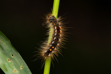 Chenille du Bombyx cul brun (Euproctis chrysorrhoea) sur tige verte, macro naturaliste