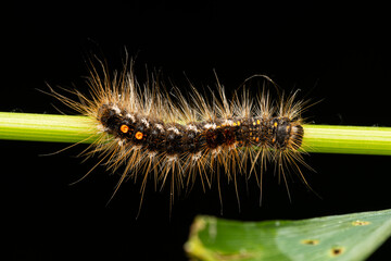 Chenille du Bombyx cul brun (Euproctis chrysorrhoea) sur tige verte, macro naturaliste