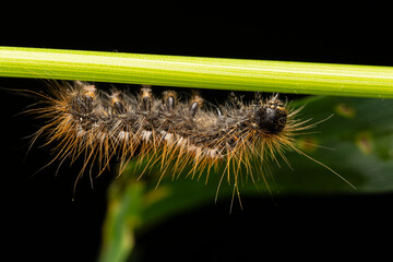 Chenille du Bombyx cul brun (Euproctis chrysorrhoea) sur tige verte, macro naturaliste