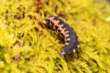 Ver luisant (Lampyris noctiluca) rampant sur une mousse en milieu forestier — macro naturaliste