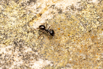 Fourmi noire luisante (Lasius fuliginosus) sur une roche couverte de lichens — macro naturaliste