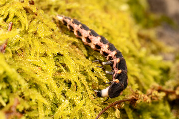 Ver luisant (Lampyris noctiluca) rampant sur une mousse en milieu forestier — macro naturaliste