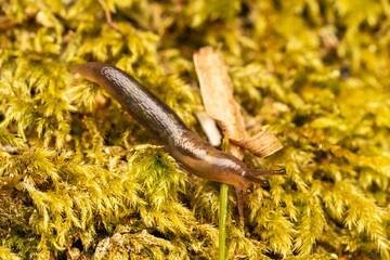 Limace marginée (Lehmannia marginata) rampant sur une mousse forestière — macro naturaliste