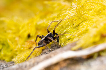 Xerolycosa nemoralis sur mousse jaune – Araignée lycoside en milieu sec, macro naturaliste