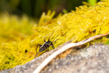 Xerolycosa nemoralis sur mousse jaune – Araignée lycoside en milieu sec, macro naturaliste