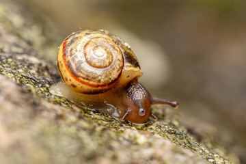 Escargot terrestre du genre Cepaea rampant sur une surface couverte de lichens, en macro