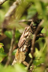 Cuban Tree Frog