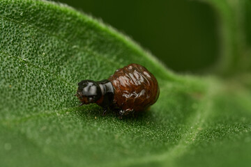 professional macro photography of insect nymphs emerging