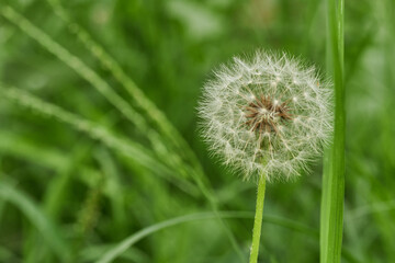 Dandelion alone in peaceful green meadow