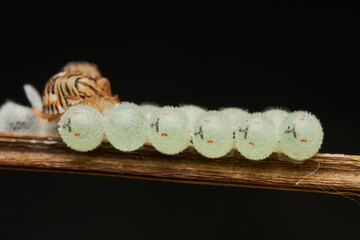 macro shot of newborn insects on eggs