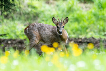 Jeune chevreuil (Capreolus capreolus) au printemps dans un champ fleuri – photographie naturaliste en lisière de forêt