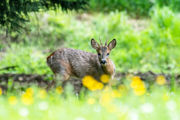 Jeune chevreuil (Capreolus capreolus) au printemps dans un champ fleuri – photographie naturaliste en lisière de forêt