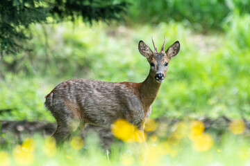 Jeune chevreuil (Capreolus capreolus) au printemps dans un champ fleuri – photographie naturaliste en lisière de forêt