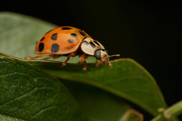 Vibrant Red Ladybug On Green Leaf Macro Photography