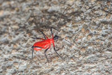 Red and black assassin bug crawling on concrete surface