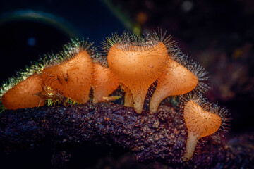 Orange slime mold growing on dark forest branch macro