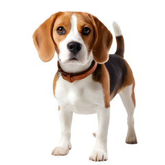 Beagle Standing Portrait, isolated on white background