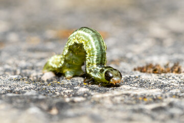 Chenille d’Hivernale (Operophtera brumata) en déplacement sur un sol minéral