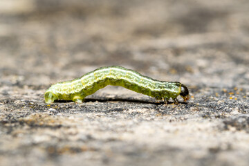Chenille d’Hivernale (Operophtera brumata) en déplacement sur un sol minéral