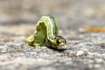 Chenille d’Hivernale (Operophtera brumata) en déplacement sur un sol minéral
