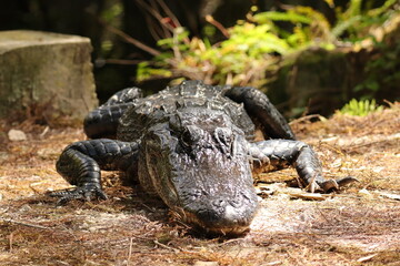 Alligator Basking