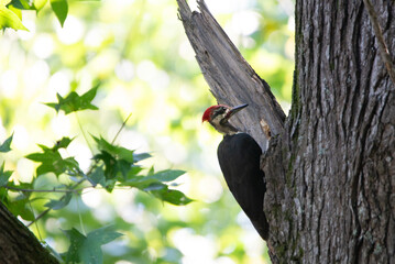 Pileated Woodpecker on oak tree trunk