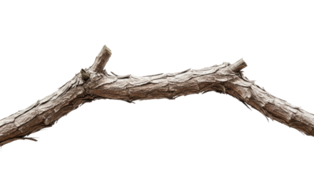 Natural branch with rough texture, isolated on a white surface, transparent background, cutout PNG