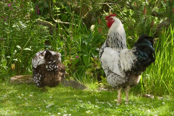 A beautiful rooster and hen stand on green grass in a lush garden. Surrounded by wildflowers and trees, the chickens enjoy a peaceful sunny day in a natural countryside setting.