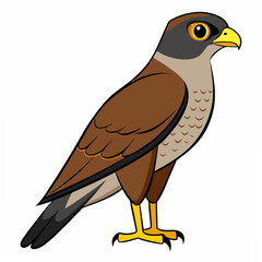 Vector art of a falcon bird isolated on white background