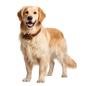 Golden Retriever Standing, isolated on white background